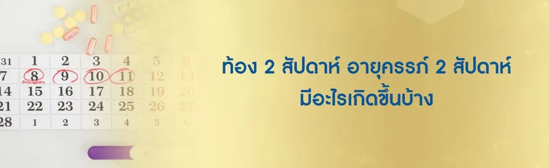 ท้อง 2 สัปดาห์