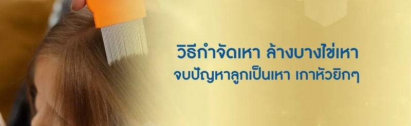 วิธีกำจัดเหา