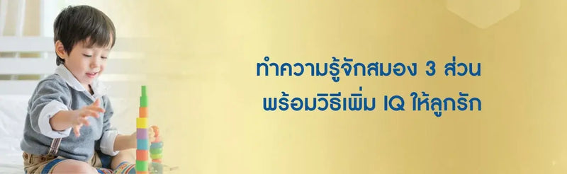 สมองมีกี่ส่วน ทําหน้าที่อะไร