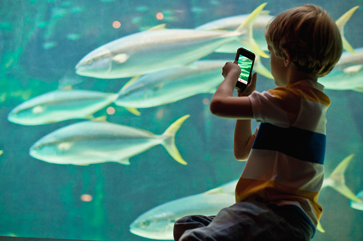 เด็กเล็กกำลังถ่ายรูปปลาด้วยโทรศัพท์มือถือ