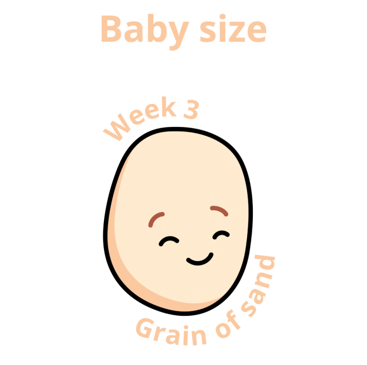 ขนาดทารก 3 สัปดาห์