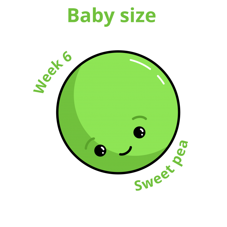 ขนาดทารก 6 สัปดาห์